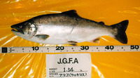 Oncorhynchus masou macrostomus, : aquaculture, gamefish