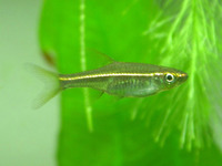 Rasbora agilis, :