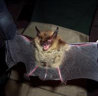 Image of: Myotis septentrionalis (northern long-eared myotis)