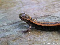 Chioglossa lusitanica - Golden-Striped Salamander