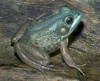 Image of: Rana clamitans (green frog)