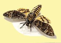 Image of: Acherontia atropos