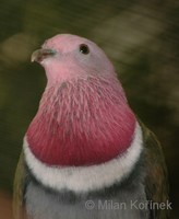 Ptilinopus porphyreus - Pink-headed Fruit-Dove