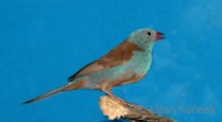 Uraeginthus cyanocephalus - Blue-capped Cordonbleu