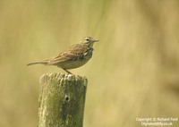 Anthus pratensis - Meadow Pipit