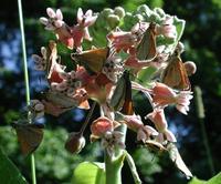 Image of: Thymelicus lineola (European skipper)