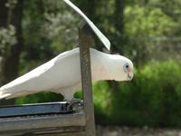 Cacatua sanguinea - Little Corella