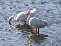 Image of: Coscoroba coscoroba (Coscoroba swan)