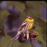 Image of: Dendroica tigrina (Cape May warbler)