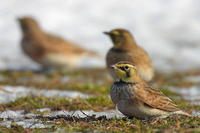 Image of: Eremophila alpestris (horned lark)