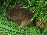 Arvicola terrestris - European Water Vole