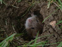 Microtus arvalis - Common Vole