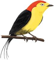 Image of: Pipra filicauda (wire-tailed manakin)