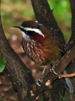 Image of: Pomatorhinus ruficollis (streak-breasted scimitar babbler)