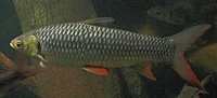 Leptobarbus hoevenii - Red Finned Cigar Shark