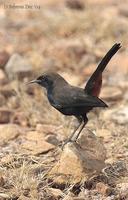 Image of: Saxicoloides fulicatus (Indian robin)