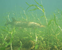 Image of: Esox masquinongy (muskellunge)