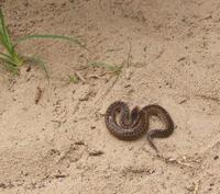 Image of: Vipera berus (adder)