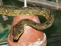 Corallus ruschenbergerii - Central American Tree Boa