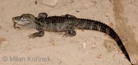 Alligator sinensis - Chinese Alligator