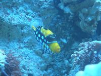 Balistoides conspicillum - Bigspotted Triggerfish