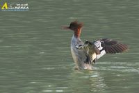 Scaly-sided Merganser - Mergus squamatus