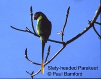 Slaty-headed Parakeet - Psittacula himalayana