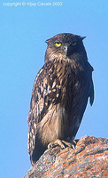 Brown Fish Owl - Ketupa zeylonensis