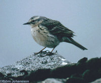 Rosy Pipit - Anthus roseatus