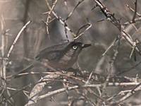 Archbold's Newtonia (Newtonia archboldi) photo