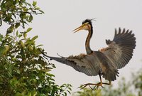 Purple Heron - Ardea purpurea