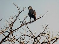 Brown Snake-Eagle - Circaetus cinereus