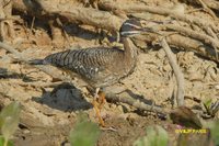 Sunbittern - Eurypyga helias