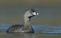 Pied-billed Grebe (Podilymbus podiceps) photo