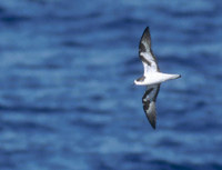 Bonin Petrel (Pterodroma hypoleuca) photo