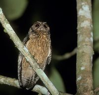 Tawny-bellied Screech-Owl (Otus watsonii) photo