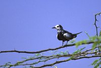 White-winged Tern - Chlidonias leucopterus