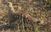 Chestnut-bellied Sandgrouse - Pterocles exustus