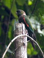 Maroon-tailed Parakeet - Pyrrhura melanura