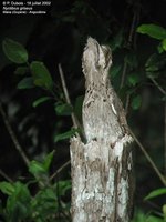 Common Potoo - Nyctibius griseus