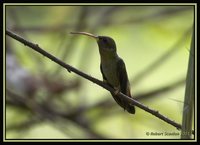 Rufous-breasted Hermit - Glaucis hirsuta