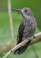 Brown Violet-ear - Colibri delphinae