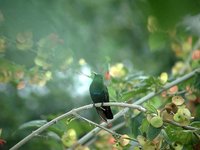 Green-throated Carib - Eulampis holosericeus