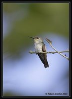 Olive-spotted Hummingbird - Leucippus chlorocercus