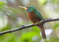 Yellow-billed Jacamar - Galbula albirostris