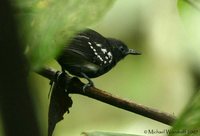 White-flanked Antwren - Myrmotherula axillaris