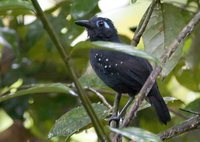 Plumbeous Antbird - Myrmeciza hyperythra