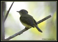 Saffron-crested Tyrant-Manakin - Neopelma chrysocephalum