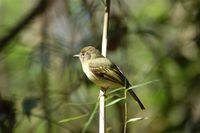 Sepia-capped Flycatcher - Leptopogon amaurocephalus