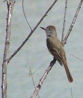 Brown-crested Flycatcher - Myiarchus tyrannulus